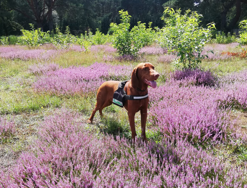 Hundetraining, Sport und Agility