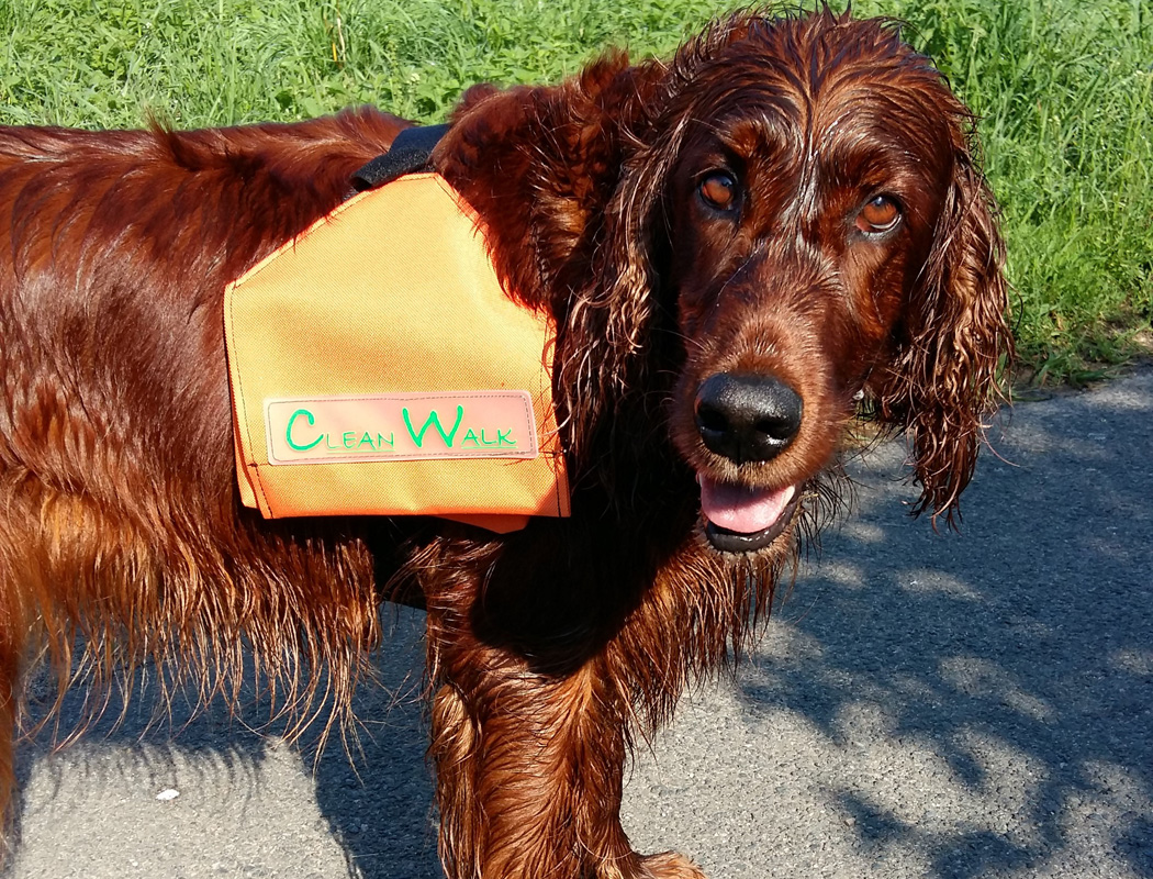 Hunde mit Cleanwalk Tasche nach Toben im nassen Feld