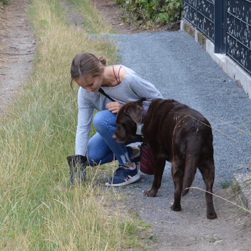 Einsammeln des Hundehaufens